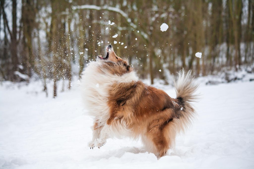 Adorable collie jumping to catch snowballs in the forest 