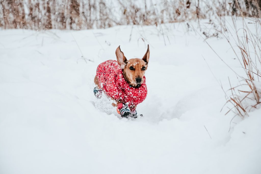Short haired dachshund wearing puffy winter coat and snow boots running outside