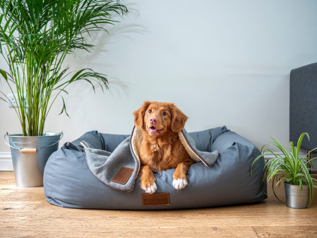 Cute dog relaxing under warm blanket on dog bed 