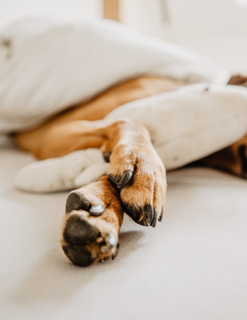 Sleeping dog with crossed paws looking warm and comfortable