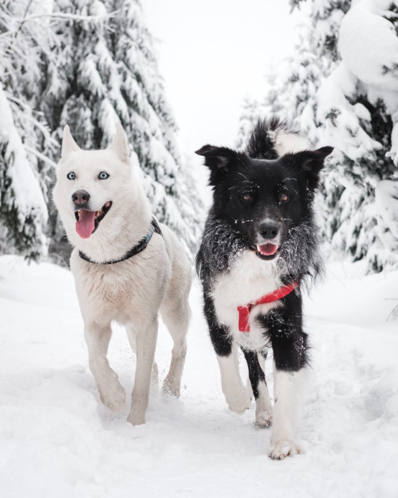Two excited dogs running down a mountain trail in snow