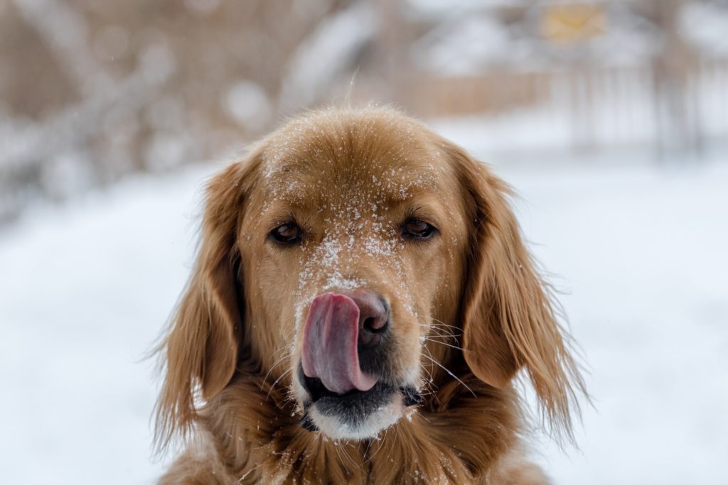 Golden retriever with snow on its face licking nose 