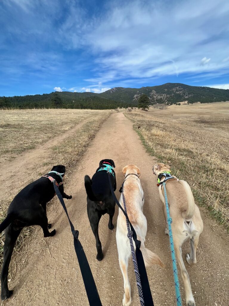 dogs hiking in denver