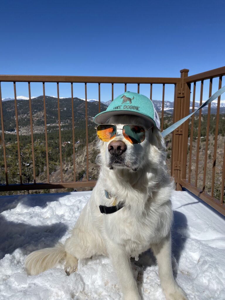 dog hiking denver