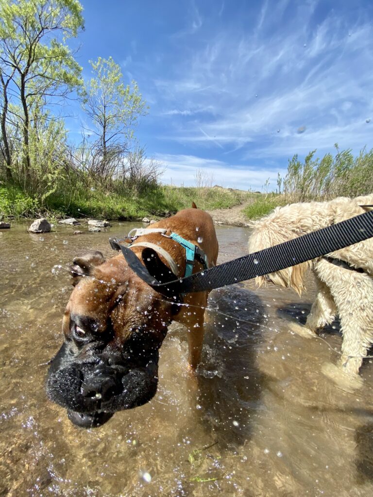 A happy dog enjoying the water while also practicing dog water safety 
