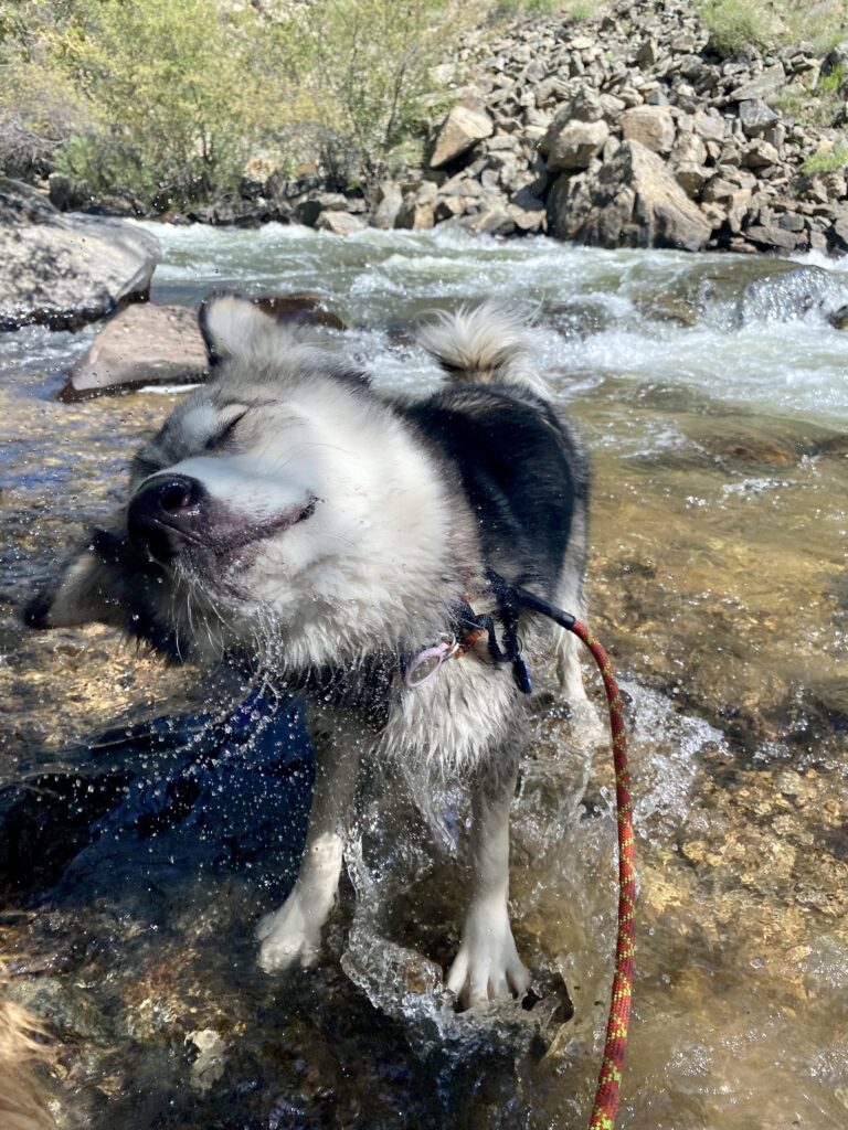 A happy dog enjoying a dog-friendly river near Denver and shaking off water droplets 
