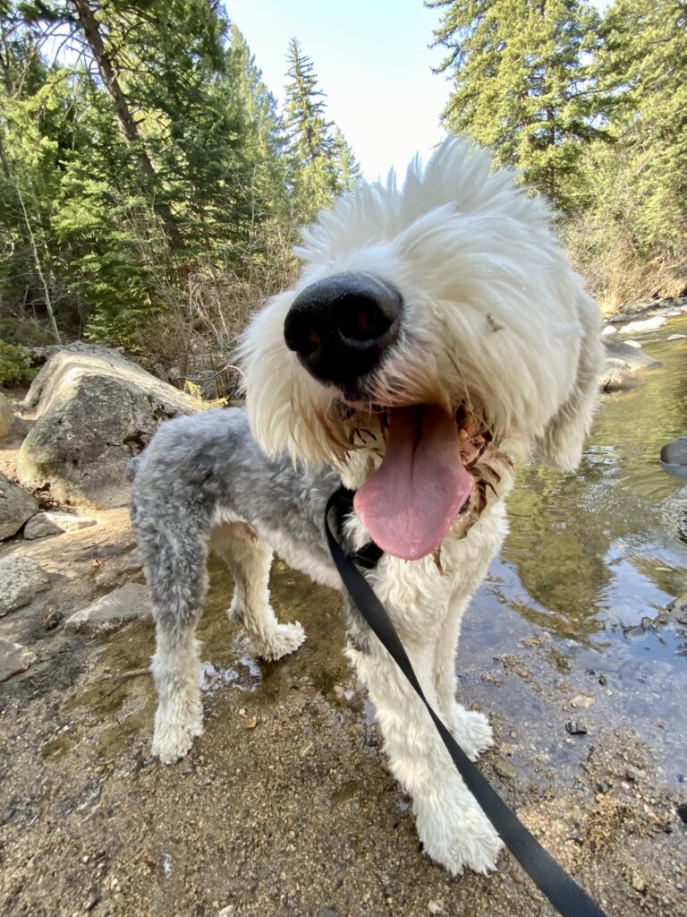 A dog playing in the refreshing waters, showcasing the excitement and happiness of playing in the water 