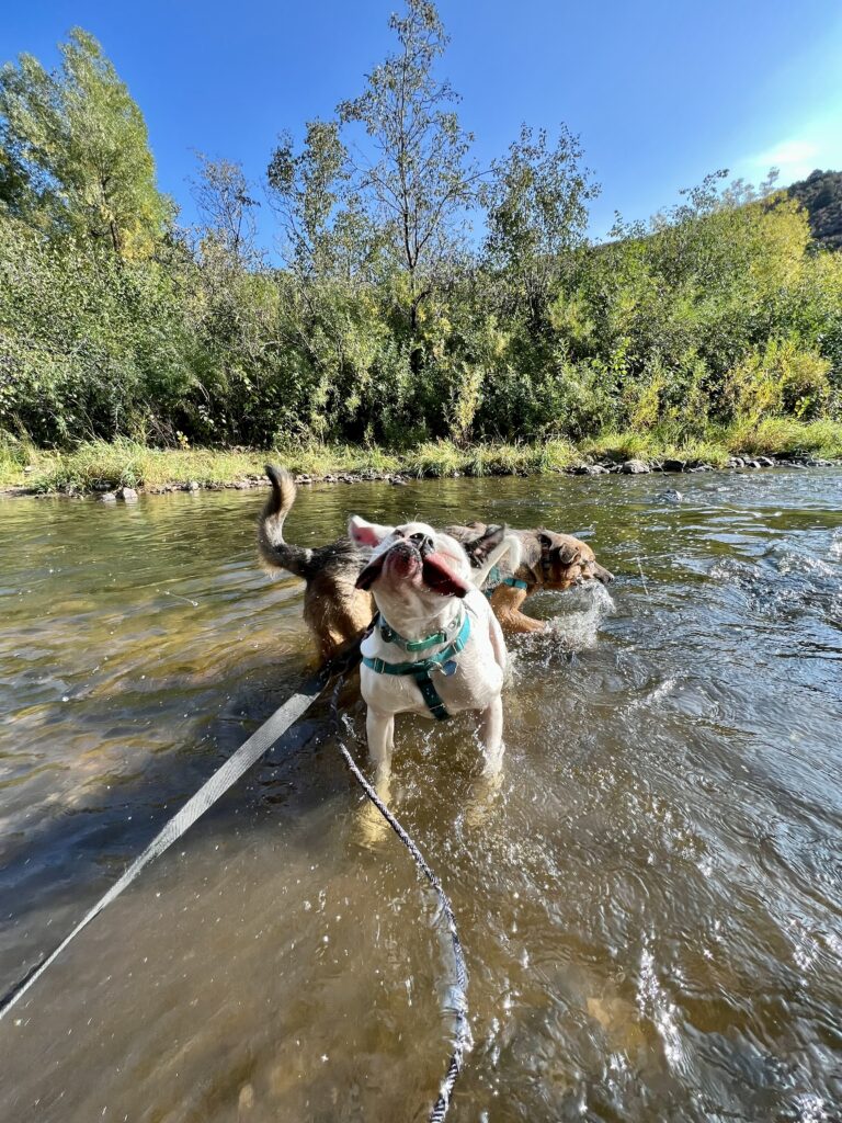 dog water safety denver