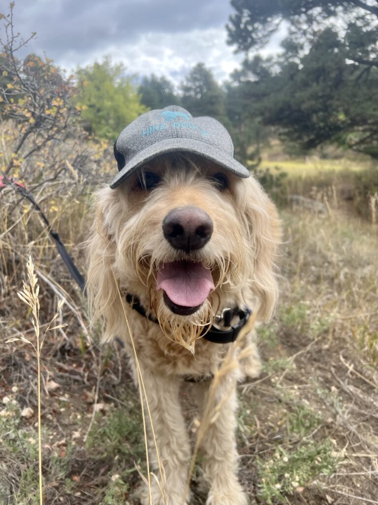 hiking in the rain with dogs
