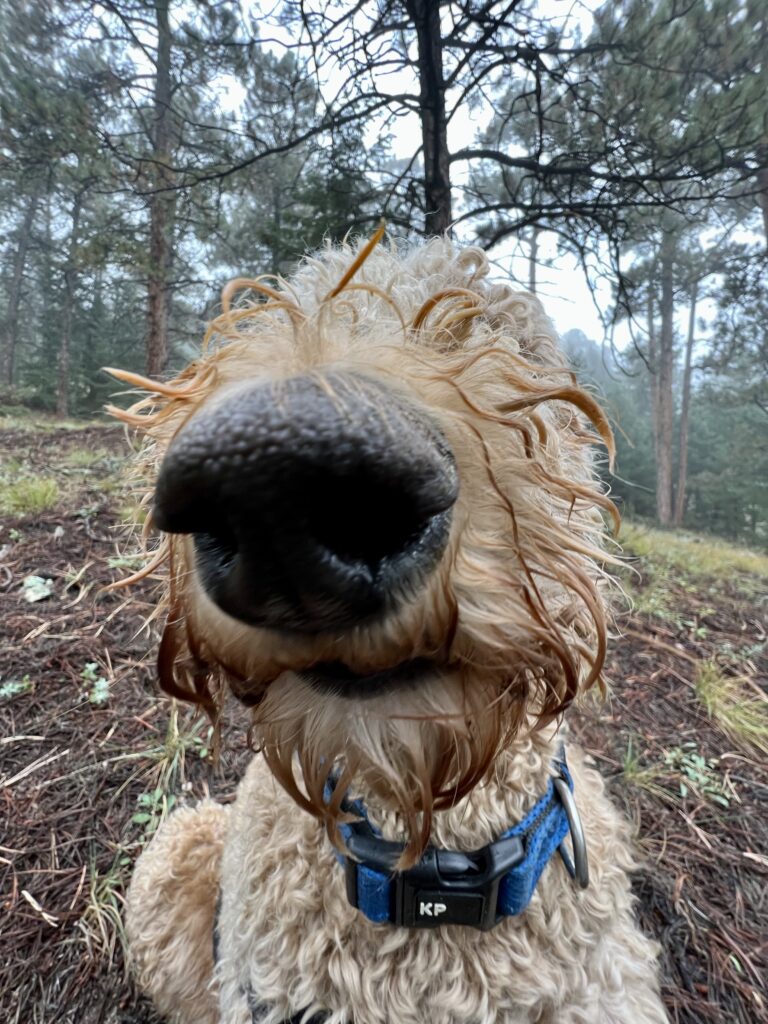 hiking with dogs denver