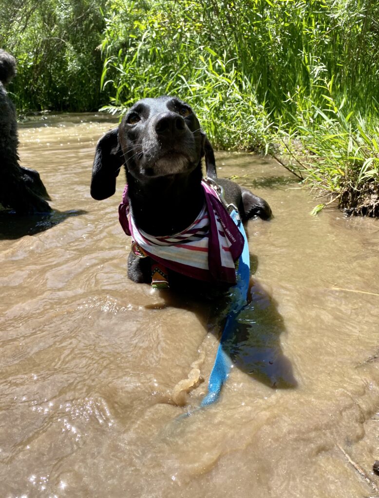 dog laying in water 