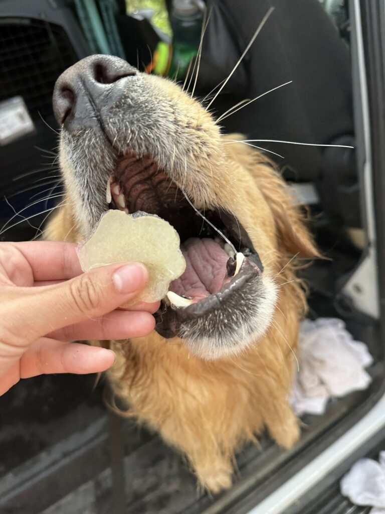 dog eating apple treat