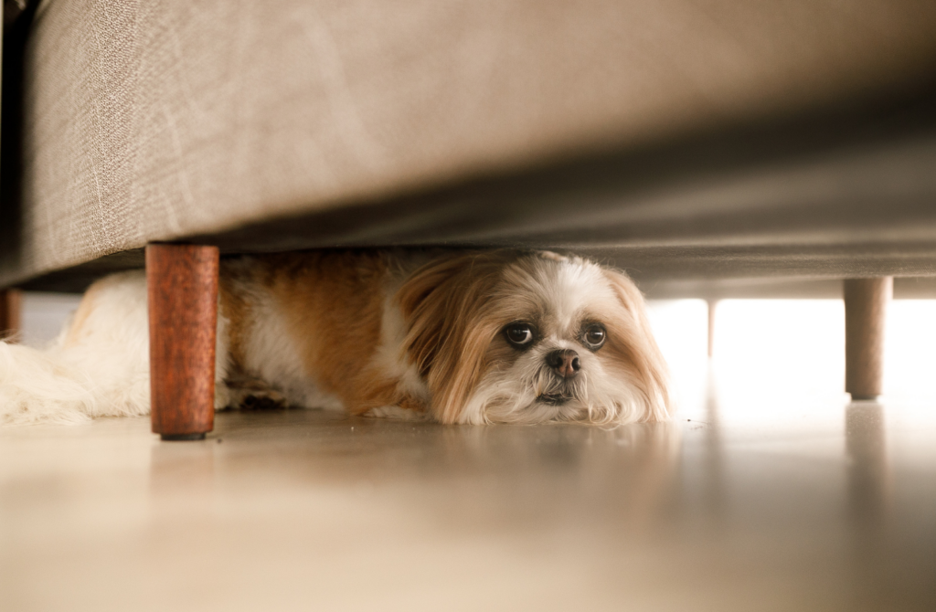 dog anxiety remedies