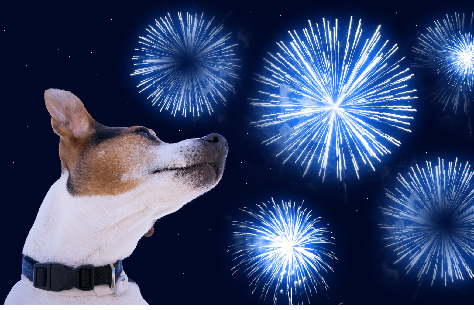 Thunderstorms⚡️ and fireworks 💥 can be a big issue for some dogs that