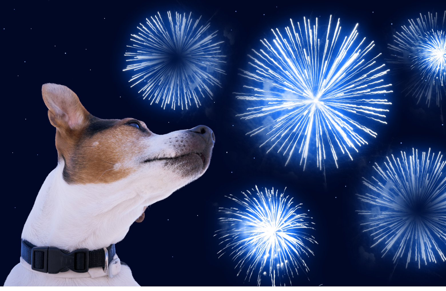 Fireworks and thunderstorm anxiety in dogs