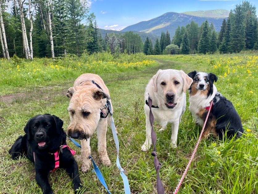 Dog enjoying breathtaking high altitude hike in Colorado mountains