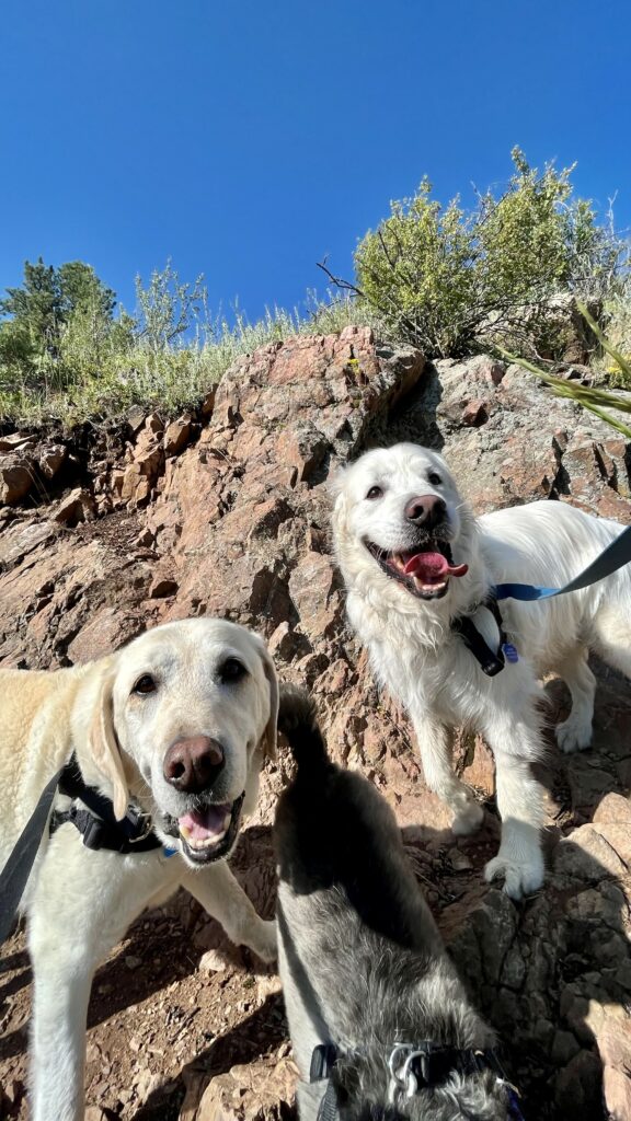 denver dog hiking