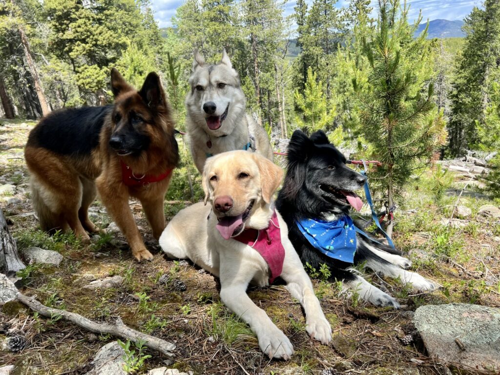 Dog equipped with hiking gear exploring Colorado's majestic high altitude landscapes