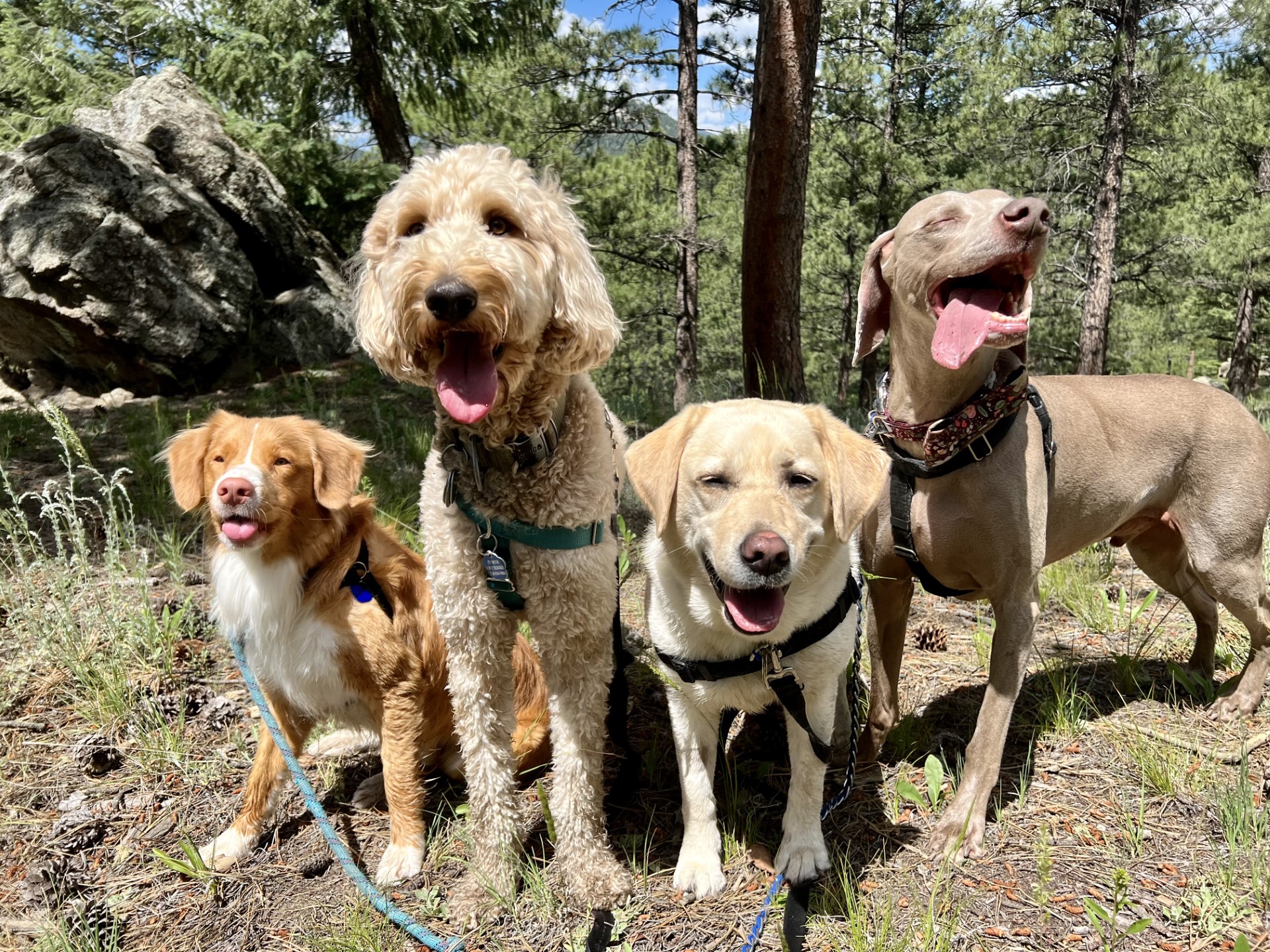 Smiling dog and owner enjoying a dog-friendly high altitude adventure in Colorado