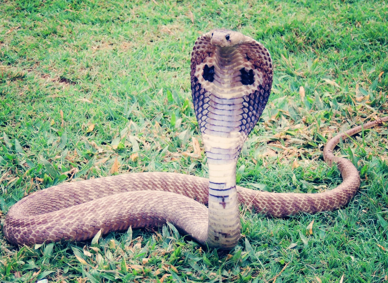 rattlesnake safety for dogs