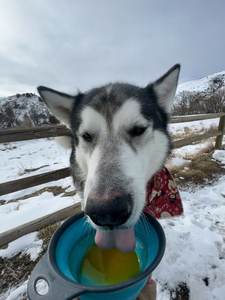 dogs hiking in colorado in the winter 