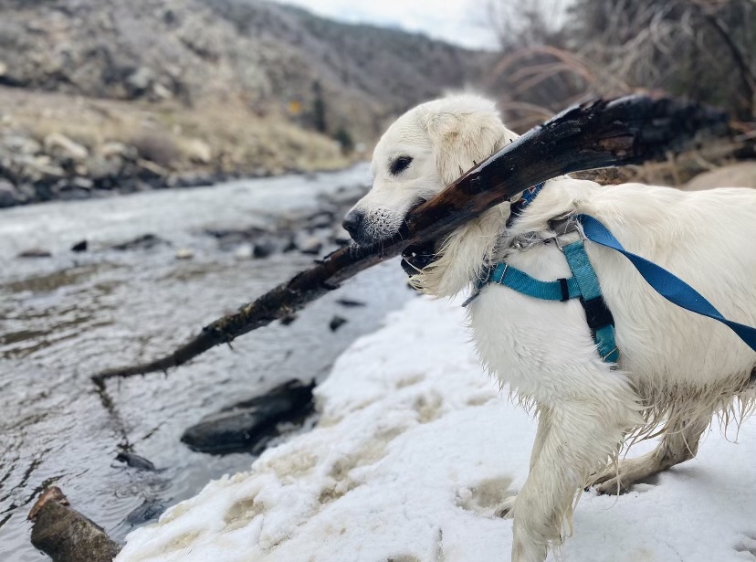 colorado dog plays with stick in the winter