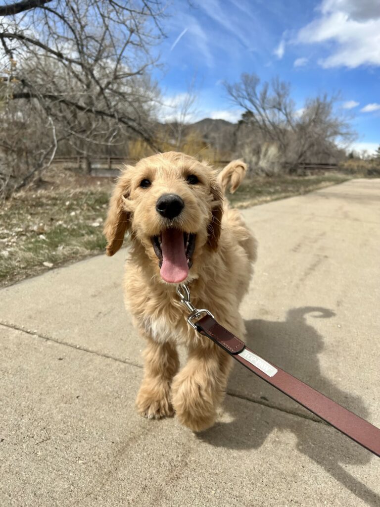 hiking with puppies in colorado