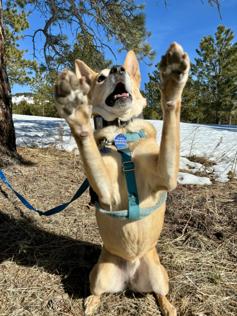 happy dog parker colorado