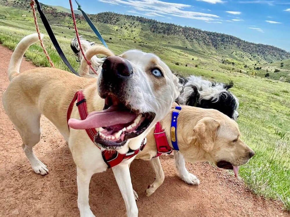 Dog walking franchise
