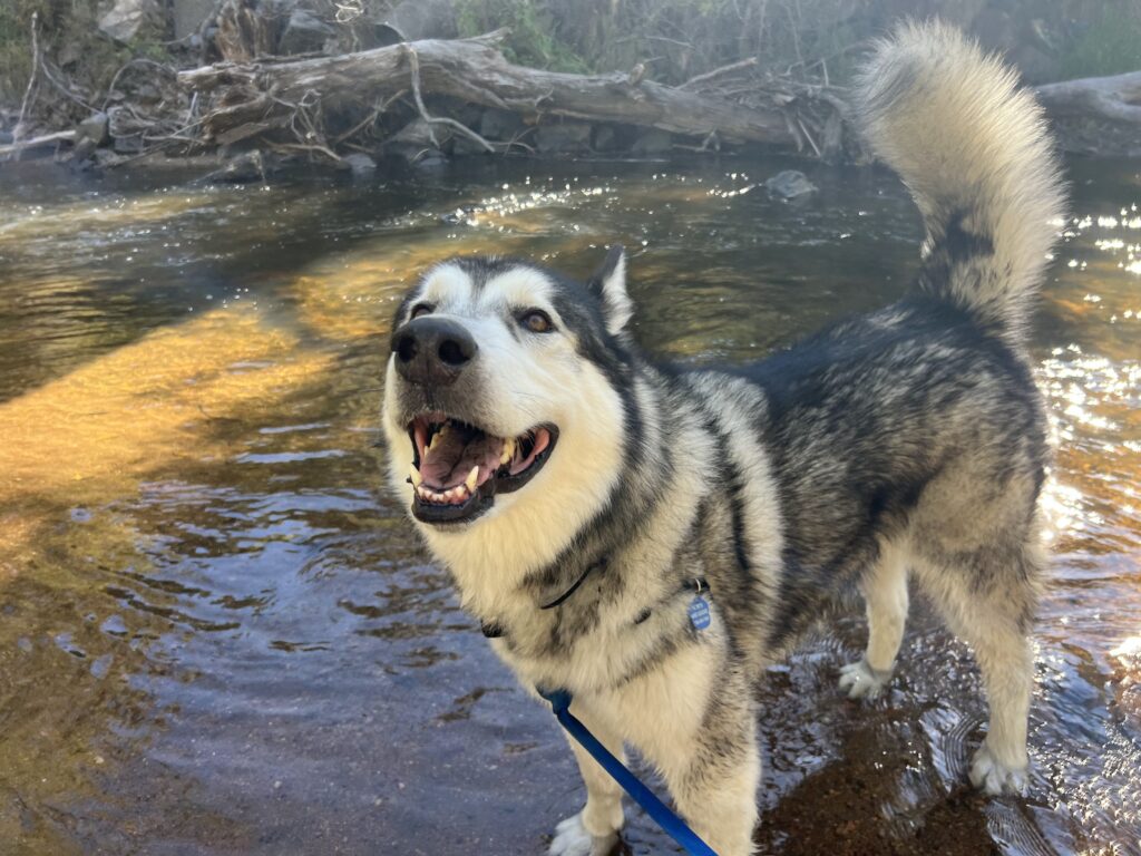 dog pool parties