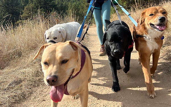 Dog walker leading four dogs on leash along trail