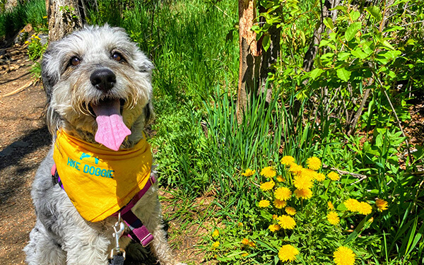 Small dog in yellow bandana among flowers