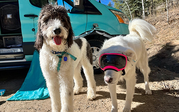 Two dogs walking near van during group hike
