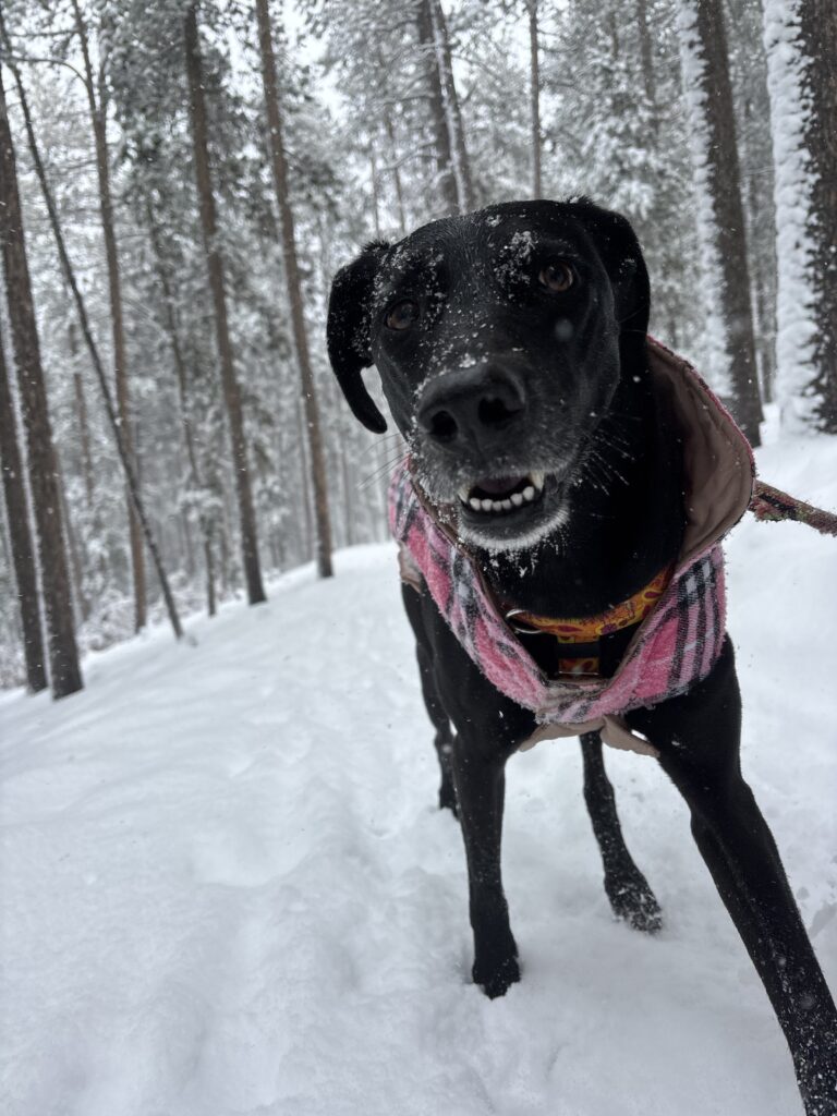 how to keep your dogs warm in Colorado winter