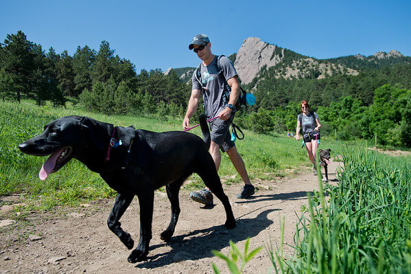 Dog walker leading black lab along hillside path