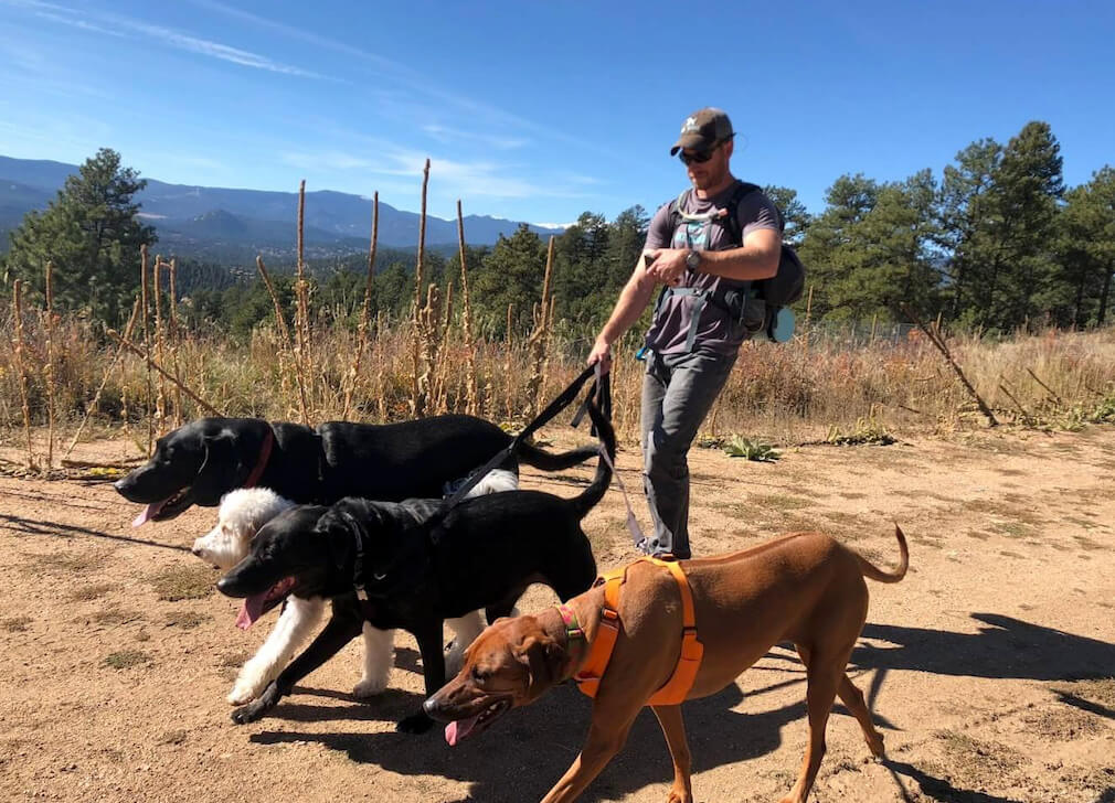 Handler walking multiple dogs across grassy trail
