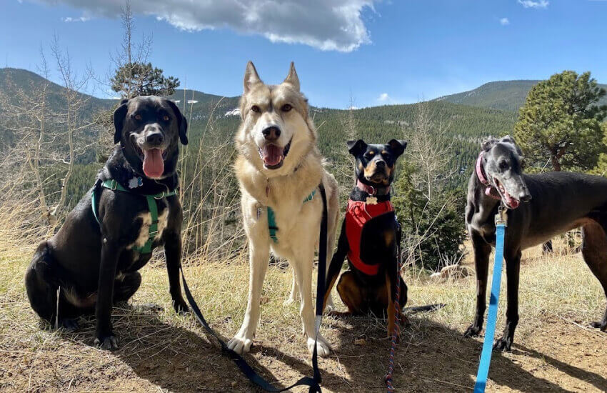 Four large dogs standing alert on rocky mountain terrain