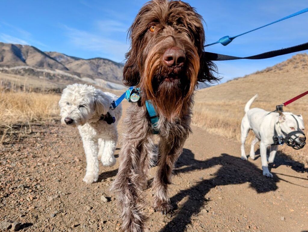 happy hiking dogs in a group