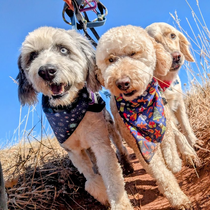 three dogs hiking