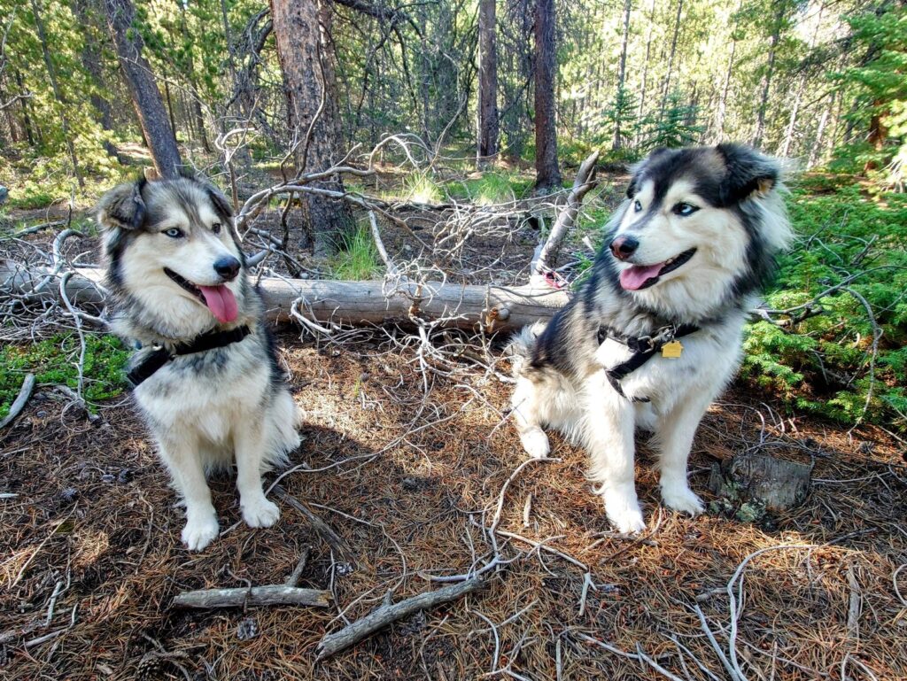 two huskies looking at each other