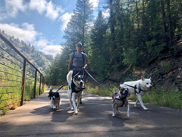 Dog walker guiding pack down forest road trail
