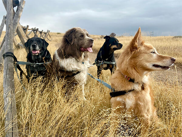 Three dogs sitting together in tall grass, scenic outdoor break