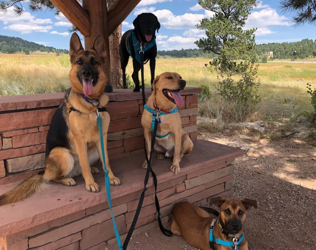 Dogs resting under shelter during hike break