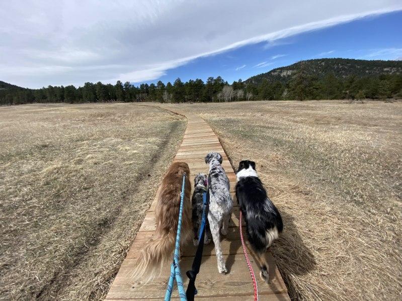 How Hike Doggie Ensures Your Success.