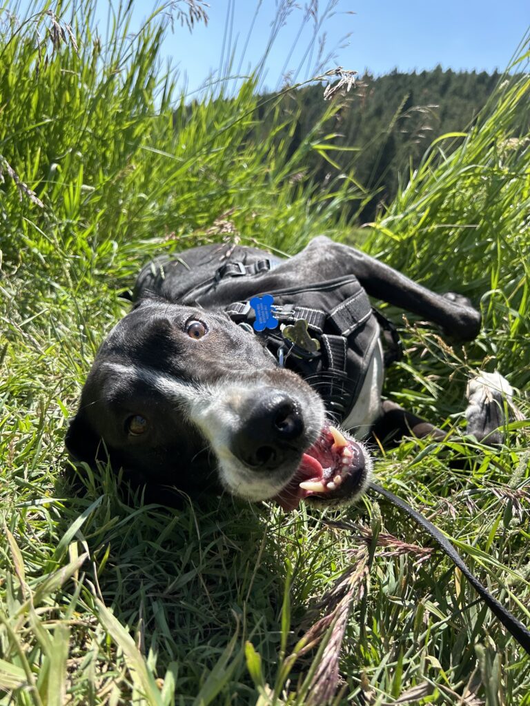 black dog rolling in grass