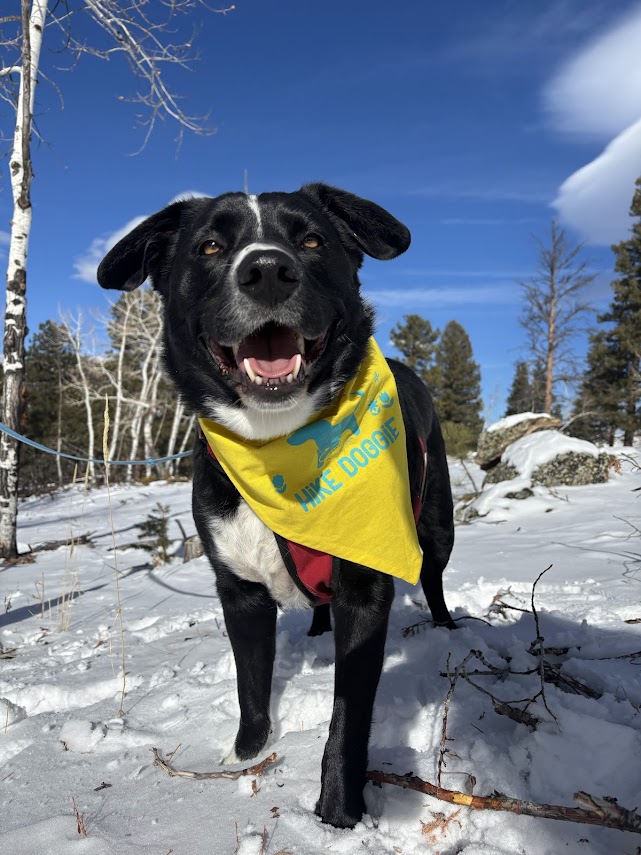 black dog in snow