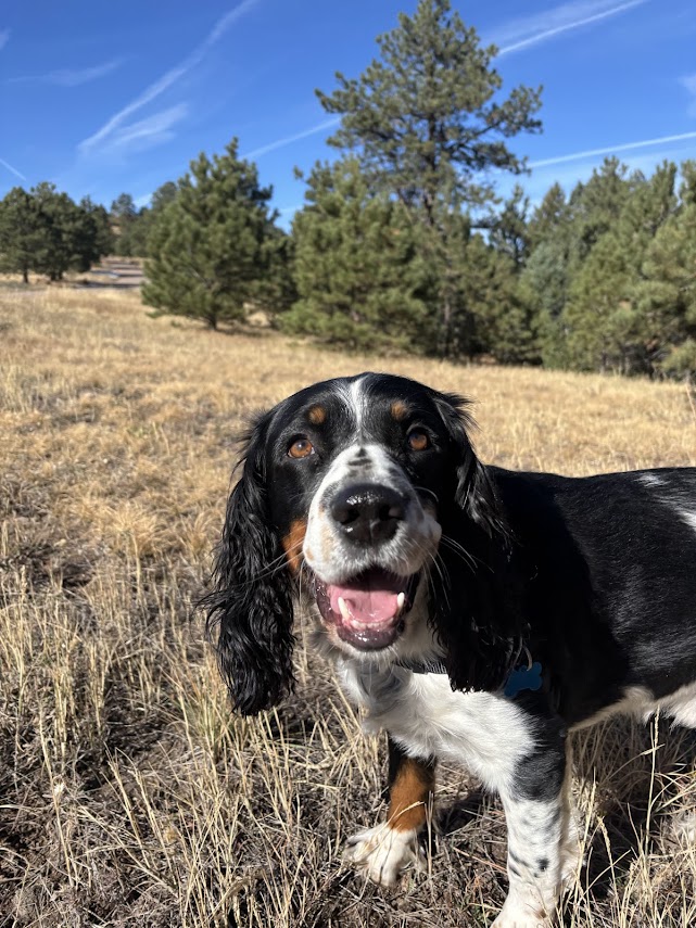 love your pet day spaniel