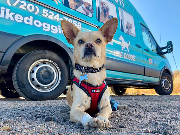 Small Chihuahua sitting in front of Hike Doggie van, ready for pickup