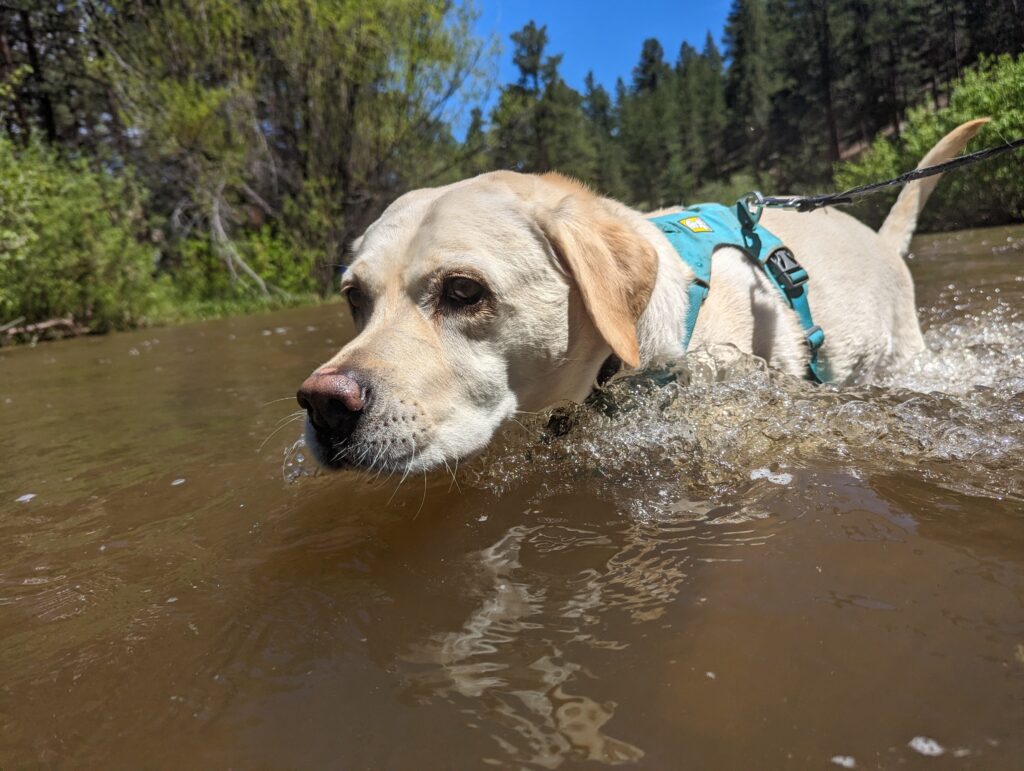 yellow lab wading in water