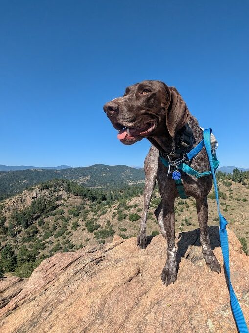 dog friendly breweries in Boulder co